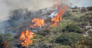 Ordinanza Sindacale n. 11 del 7 maggio 2021 - Dichiarazione dello stato di grave pericolosità per gli incendi boschivi nell’anno 2021, ai sensi della L. 353/2000, della L.R. 38/2016 e L.R. 53/2019 - Pulizia terreni e aree incolte