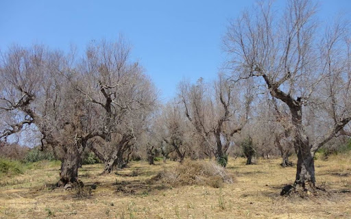 Xylella Fastidiosa - Accesso al Fondo di Solidarietà nazionale per la perdita di produzione olivicola nell’annualità 2020